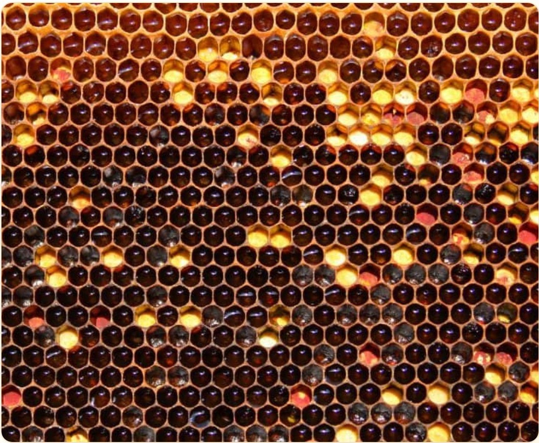 Un rayon dont les alvéoles hexagonales sont gorgées de miel ambré et brun.